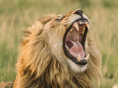 We Need Protect Animals from Poachers in Africa